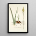 Anthericum pugioniforme - Nikolaus Joseph Freiherr von Jacquin — oprawiony obraz na ścianie