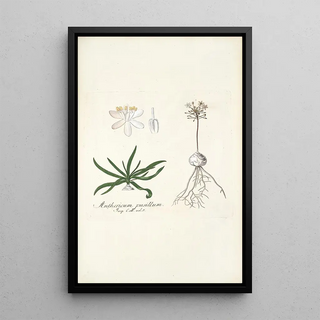 Nikolaus Joseph Freiherr von Jacquin - Anthericum pusillum.webp