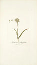 Anthericum subtrigynum - Nikolaus Joseph Freiherr von Jacquin — widok dzieła