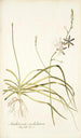 Anthericum undulatum - Nikolaus Joseph Freiherr von Jacquin — widok dzieła
