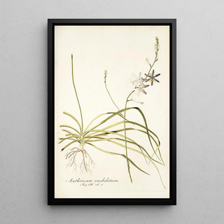 Nikolaus Joseph Freiherr von Jacquin - Anthericum undulatum.webp