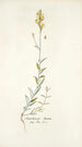 Antirrhinum hirtum - Nikolaus Joseph Freiherr von Jacquin — widok dzieła