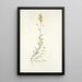 Antirrhinum hirtum - Nikolaus Joseph Freiherr von Jacquin — oprawiony obraz na ścianie