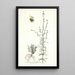 Antirrhinum parviflorum - Nikolaus Joseph Freiherr von Jacquin — oprawiony obraz na ścianie