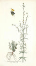 Antirrhinum parviflorum - Nikolaus Joseph Freiherr von Jacquin — widok dzieła