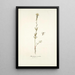 Antirrhinum versicolor - Nikolaus Joseph Freiherr von Jacquin — oprawiony obraz na ścianie