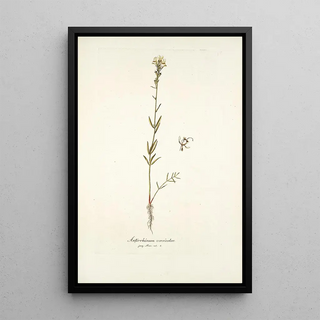 Nikolaus Joseph Freiherr von Jacquin - Antirrhinum versicolor.webp