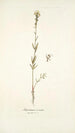 Antirrhinum versicolor - Nikolaus Joseph Freiherr von Jacquin — widok dzieła