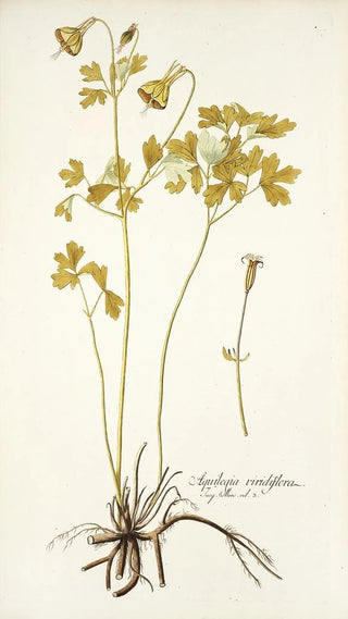 Nikolaus Joseph Freiherr von Jacquin - Aquilegia viridiflora.webp