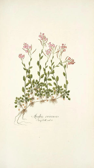 Nikolaus Joseph Freiherr von Jacquin - Arabis ovirensis.webp