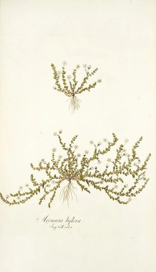 Nikolaus Joseph Freiherr von Jacquin - Arenaria biflora.webp