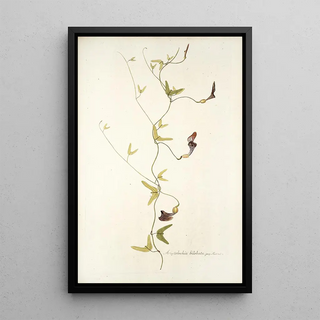 Nikolaus Joseph Freiherr von Jacquin - Aristolochia bilobata.webp