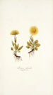 Arnica glacialis - Nikolaus Joseph Freiherr von Jacquin — widok dzieła