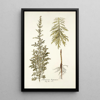 Nikolaus Joseph Freiherr von Jacquin - Artemisia hispanica.webp