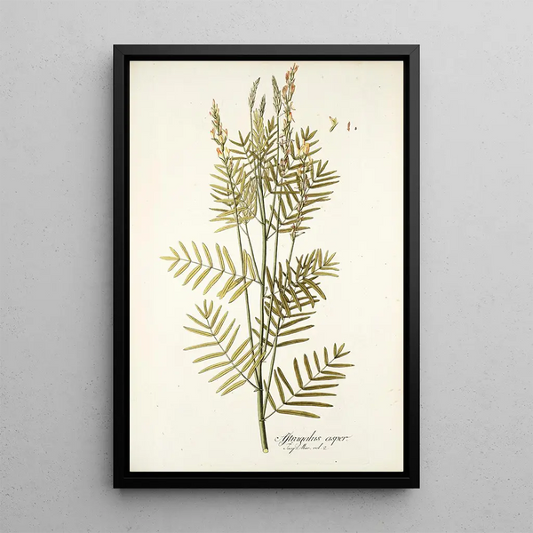 Nikolaus Joseph Freiherr von Jacquin - Astragalus asper.webp