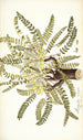 Astragalus exscapus - Nikolaus Joseph Freiherr von Jacquin — widok dzieła