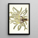 Astragalus exscapus - Nikolaus Joseph Freiherr von Jacquin — oprawiony obraz na ścianie