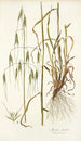 Avena sterilis - Nikolaus Joseph Freiherr von Jacquin — widok dzieła