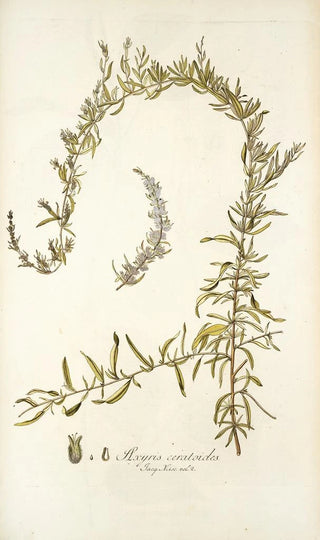 Nikolaus Joseph Freiherr von Jacquin - Axyris ceratoides.webp