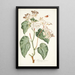 Begonia minor - Nikolaus Joseph Freiherr von Jacquin — oprawiony obraz na ścianie