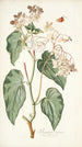 Begonia minor - Nikolaus Joseph Freiherr von Jacquin — widok dzieła