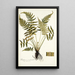 Blechnum occidentale - Nikolaus Joseph Freiherr von Jacquin — oprawiony obraz na ścianie