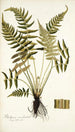 Blechnum occidentale - Nikolaus Joseph Freiherr von Jacquin — widok dzieła