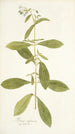 Borago zeylanica - Nikolaus Joseph Freiherr von Jacquin — widok dzieła
