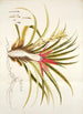 Bromelia humilis - Nikolaus Joseph Freiherr von Jacquin — widok dzieła