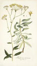 Bupleurum arborescens - Nikolaus Joseph Freiherr von Jacquin — widok dzieła