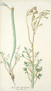 Cacalia laciniata - Nikolaus Joseph Freiherr von Jacquin — widok dzieła