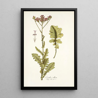 Nikolaus Joseph Freiherr von Jacquin - Cacalia villosa.webp