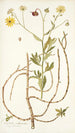Calendula arborescens - Nikolaus Joseph Freiherr von Jacquin — widok dzieła