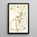 Calendula arborescens - Nikolaus Joseph Freiherr von Jacquin — oprawiony obraz na ścianie