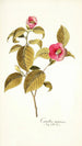 Camellia japonica - Nikolaus Joseph Freiherr von Jacquin — widok dzieła