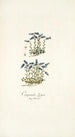 Campanula zoysii - Nikolaus Joseph Freiherr von Jacquin — widok dzieła