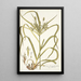 Carex hermaphrodita - Nikolaus Joseph Freiherr von Jacquin — oprawiony obraz na ścianie