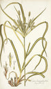 Carex hermaphrodita - Nikolaus Joseph Freiherr von Jacquin — widok dzieła