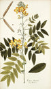 Cassia chinensis - Nikolaus Joseph Freiherr von Jacquin — widok dzieła