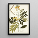 Cassia chinensis - Nikolaus Joseph Freiherr von Jacquin — oprawiony obraz na ścianie