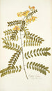 Cassia crista - Nikolaus Joseph Freiherr von Jacquin — widok dzieła