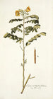 Cassia multiglandulosa - Nikolaus Joseph Freiherr von Jacquin — widok dzieła