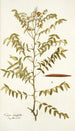 Cassia ruscifolia - Nikolaus Joseph Freiherr von Jacquin — widok dzieła