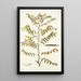 Cassia ruscifolia - Nikolaus Joseph Freiherr von Jacquin — oprawiony obraz na ścianie