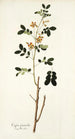 Cassia sennoides - Nikolaus Joseph Freiherr von Jacquin — widok dzieła