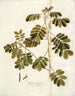 Cassia sensible - Nikolaus Joseph Freiherr von Jacquin — widok dzieła