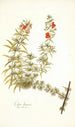Celsia linearis - Nikolaus Joseph Freiherr von Jacquin — widok dzieła