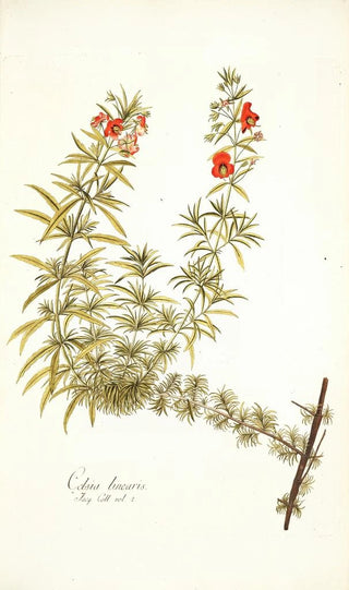 Nikolaus Joseph Freiherr von Jacquin - Celsia linearis.webp