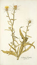 Centaurea verutum - Nikolaus Joseph Freiherr von Jacquin — widok dzieła