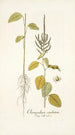 Chenopodium caudatum - Nikolaus Joseph Freiherr von Jacquin — widok dzieła